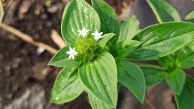 Yeşil çimlerin arasında büyüyen küçük beyaz çiçeklerle Richardia brasiliensis yumuşak güneş ışığı altında vahşi tropikal bitkilerin doğal güzelliklerini gösteriyor..