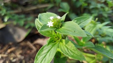 Yeşil çimlerin arasında büyüyen küçük beyaz çiçeklerle Richardia brasiliensis yumuşak güneş ışığı altında vahşi tropikal bitkilerin doğal güzelliklerini gösteriyor..