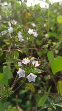 Mirabilis jalapa ya da dört oktanlı çiçek yeşil yapraklar ve yumuşak doğal ışıkla tropikal bir bahçede renkli bir akşam çiçeklerini gösteriyor..