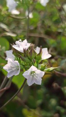 Mirabilis jalapa ya da dört oktanlı çiçek yeşil yapraklar ve yumuşak doğal ışıkla tropikal bir bahçede renkli bir akşam çiçeklerini gösteriyor..