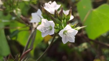 Mirabilis jalapa ya da dört oktanlı çiçek yeşil yapraklar ve yumuşak doğal ışıkla tropikal bir bahçede renkli bir akşam çiçeklerini gösteriyor..