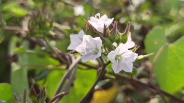 Mirabilis jalapa ya da dört oktanlı çiçek yeşil yapraklar ve yumuşak doğal ışıkla tropikal bir bahçede renkli bir akşam çiçeklerini gösteriyor..