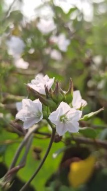 Mirabilis jalapa ya da dört oktanlı çiçek yeşil yapraklar ve yumuşak doğal ışıkla tropikal bir bahçede renkli bir akşam çiçeklerini gösteriyor..