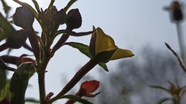 Suların kenarında açan sarı bir Ludwigia çiçeği, tropikal sulak arazide narin taç yapraklarını ve canlı yeşil yapraklarını gösteriyor..