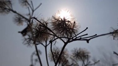 Vernonia dev çayı, uzun sapları ve yumuşak mor çiçek kümeleri güneşli bir tropikal alanda güzel bir şekilde çiçek açıyor..
