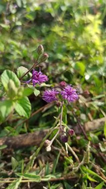Vahşi doğada açan canlı mor bir demir yosunu çiçeği (Vernonia cinerea) narin taç yaprakları ve doğal tropikal güzelliğini sergiler..
