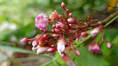 Narin pembe yıldız meyveleri (Averrhoa carambola) bir dalda açan çiçekler, doğal tropikal ışık altında küçük güzelliklerini gösterirler..