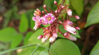 Narin pembe yıldız meyveleri (Averrhoa carambola) bir dalda açan çiçekler, doğal tropikal ışık altında küçük güzelliklerini gösterirler..
