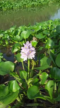 Su yüzeyinde çiçek açan güzel su sümbülü (Eichhornia crassipes), narin mor yaprakları ve yemyeşil yaprakları gösterir..