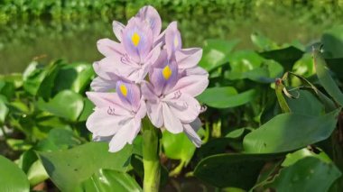Su yüzeyinde çiçek açan güzel su sümbülü (Eichhornia crassipes), narin mor yaprakları ve yemyeşil yaprakları gösterir..