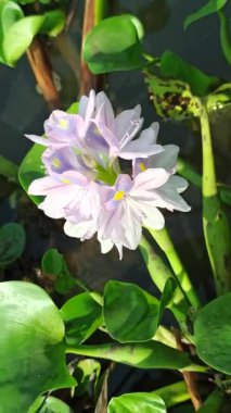 Su yüzeyinde çiçek açan güzel su sümbülü (Eichhornia crassipes), narin mor yaprakları ve yemyeşil yaprakları gösterir..