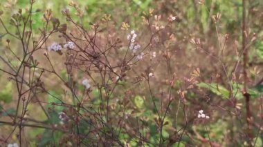 Küçük pembe çiçekleri ve ince sapları ile Boerhavia erekta bitkisi, açık alanlarda ve tropikal ortamlarda gelişir..