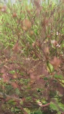 Küçük pembe çiçekleri ve ince sapları ile Boerhavia erekta bitkisi, açık alanlarda ve tropikal ortamlarda gelişir..