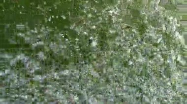 Yiyecek için yarışırken kedi balığı bir gölette kalabalıklaşıp sıçrıyor, canlı beslenme anları gösteriyor.