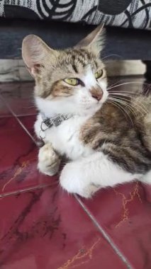 Sevimli kedi komik davranışlar sergiliyor, oyuncu ve meraklı anlar herkesi güldürüyor..