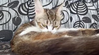 Sevimli kedi komik davranışlar sergiliyor, oyuncu ve meraklı anlar herkesi güldürüyor..