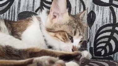 Sevimli kedi komik davranışlar sergiliyor, oyuncu ve meraklı anlar herkesi güldürüyor..