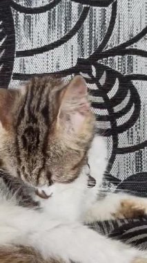 Sevimli kedi komik davranışlar sergiliyor, oyuncu ve meraklı anlar herkesi güldürüyor..