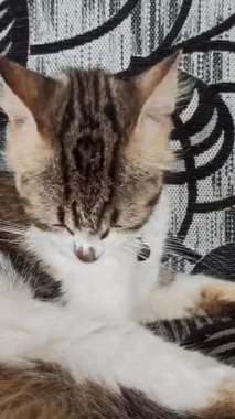 Sevimli kedi komik davranışlar sergiliyor, oyuncu ve meraklı anlar herkesi güldürüyor..