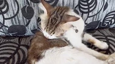 Sevimli kedi komik davranışlar sergiliyor, oyuncu ve meraklı anlar herkesi güldürüyor..