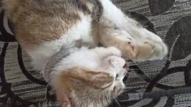 Sevimli kedi komik davranışlar sergiliyor, oyuncu ve meraklı anlar herkesi güldürüyor..