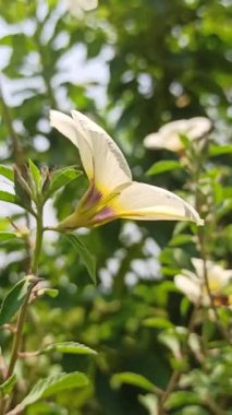Sabah güneşinin altında açan renkli dokuz oktanlı çiçek neşeyi ve yeni başlangıçları simgeliyor..