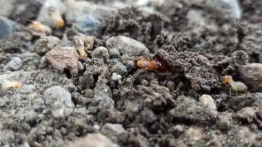 Termitler evin önündeki toprakta aktif olarak dolaşarak küçük yollar oluşturur ve yoğun doğal davranışlarını gösterirler..