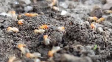 Termitler evin önündeki toprakta aktif olarak dolaşarak küçük yollar oluşturur ve yoğun doğal davranışlarını gösterirler..