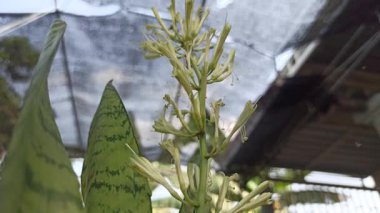 Bir yılan bitkisinin zarif bir çiçek sapı yükselir, küçük soluk çiçekleri ile ender ve zarif bir dokunuş ekler.