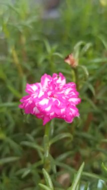 Güneşin altında açan güzel pembe yosun gülü aşkı ve neşeli yaz titreşimlerini simgeliyor..