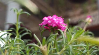 Güneşin altında açan güzel pembe yosun gülü aşkı ve neşeli yaz titreşimlerini simgeliyor..
