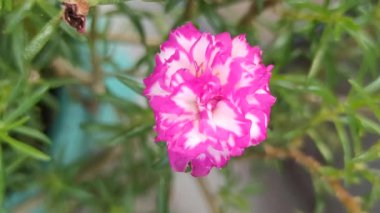 Güneşin altında açan güzel pembe yosun gülü aşkı ve neşeli yaz titreşimlerini simgeliyor..