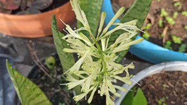 Bir yılan bitkisinin zarif bir çiçek sapı yükselir, küçük soluk çiçekleri ile ender ve zarif bir dokunuş ekler.