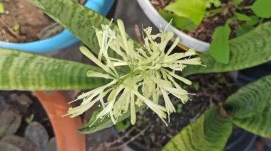 Bir yılan bitkisinin zarif bir çiçek sapı yükselir, küçük soluk çiçekleri ile ender ve zarif bir dokunuş ekler.