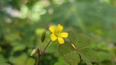 Parlak sarı bir Oxalis çiçeği, yumuşak yapraklar ve yeşil yaprakların arasında göze çarpan neşeli bir tonla narin bir şekilde açar..