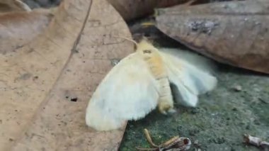 Beautiful moth with soft pastel colors resting on surface, delicate wings showing natural patterns and gentle tones.
