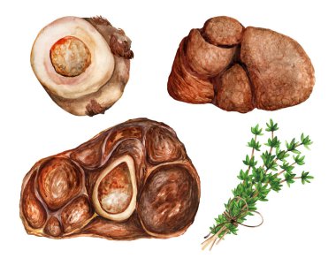 Dana eti - kemik iliği, haşlanmış biftek ve beyaz izole bir arka planda Ossobuco bifteği. Üst Manzara. Suluboya el çizimi çizimi. Menü, restoran ve yemek kitabı için uygun