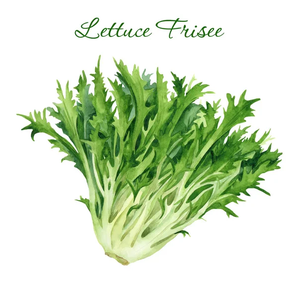 Frisee Sla Geïsoleerd Witte Achtergrond Groene Groente Salade Met Hand — Stockfoto