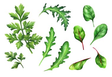 Maydanoz, roka ve ıspanağı beyaz izole bir arka plana koyun. El çizimi suluboya çizimi. Yemek kitapları, tarifler ve menüler için uygundur