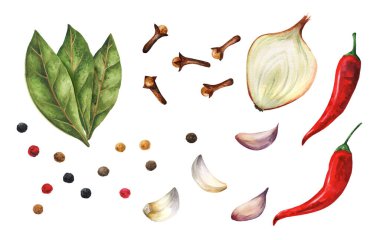 Baharat koyun yaprağı, biber, sarımsak, acı biber, karanfil ve soğan koyun beyaz arka planda izole edilmiş. El çizimi suluboya çizimi. Yemek kitapları, tarifler ve menüler için uygundur 