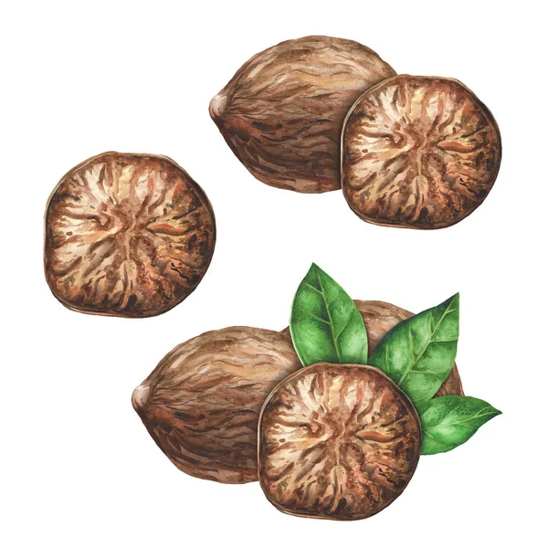 Set Nutmegs Uno Sfondo Bianco Isolato Illustrazione Disegnata Mano Acquerello — Foto Stock