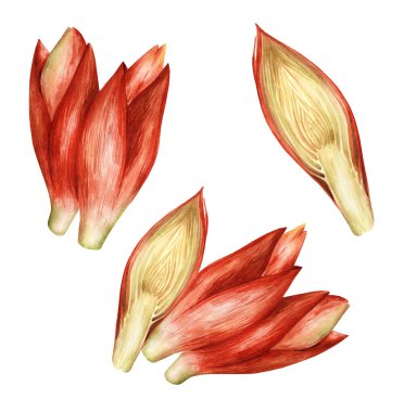 Japon zencefilli myogasını beyaz izole bir arka plana yerleştir. Suluboya el çizimi sebze. Restoran, mutfak, menü ve yemek kitabı için elverişli