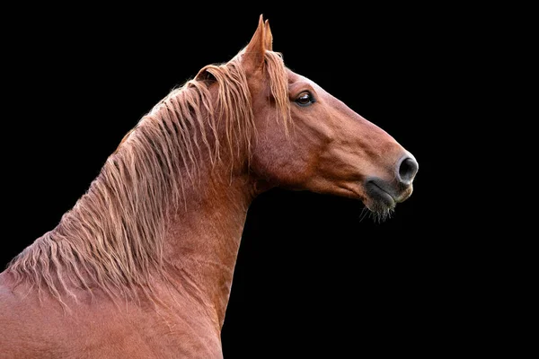 黒の背景に隔離されたフレデリクスボーダー栗の種牡馬側のビュー 動物肖像画 — ストック写真