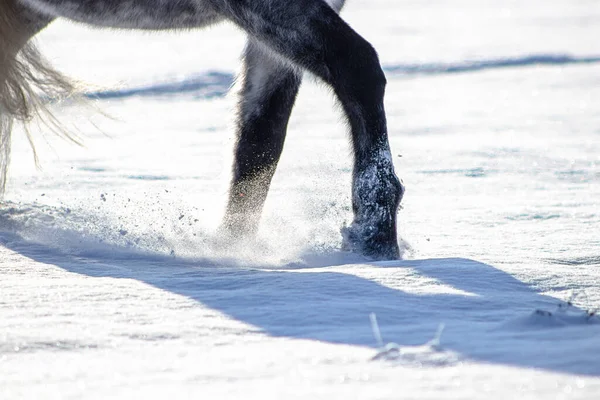Лошадь Бродит Снегу Закройте Пушистые Ноги Глубоком Снегу Тени — стоковое фото