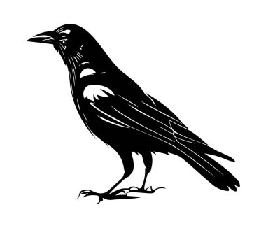 Kara kuşlar, kuzgun, karga, kale ya da karga. Retro biçiminde vektör illüstrasyonu.