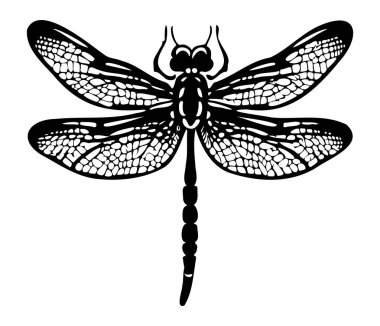 Yusufçuk el çizim vintage illüstrasyon oyma