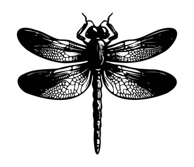 Yusufçuk el çizim vintage illüstrasyon oyma