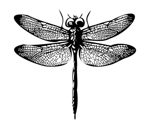 蜻蜓手画复古雕刻插图 — 图库矢量图片