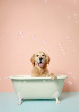 Köpüklü sabun köpüğü ve köpüklü küçük bir küvette tatlı bir golden retriever köpeği, şirin pastel renkler.