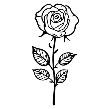 Beyaz Arkaplanda Tek Çiçek Gülünün El Çizimi Karalaması